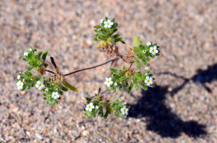 Redroot Cryptantha blooms from March to June and grows at elevations from 500 to 7,000 feet. Taproot is generally red or purple, branches may be spreading to erect. Cryptantha micrantha 